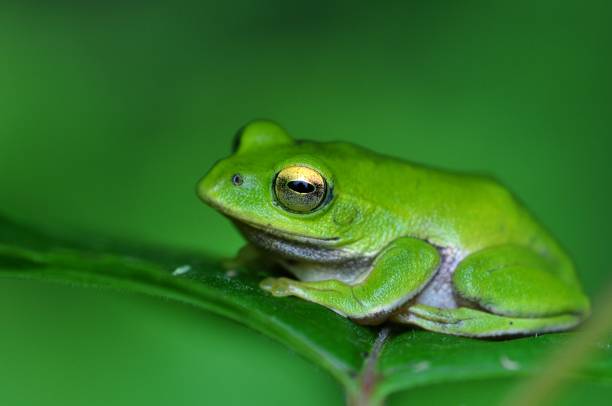 istock Zhangixalus schlegelii 1387793350