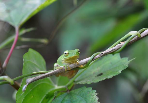 istock Zhangixalus schlegelii 1387793414