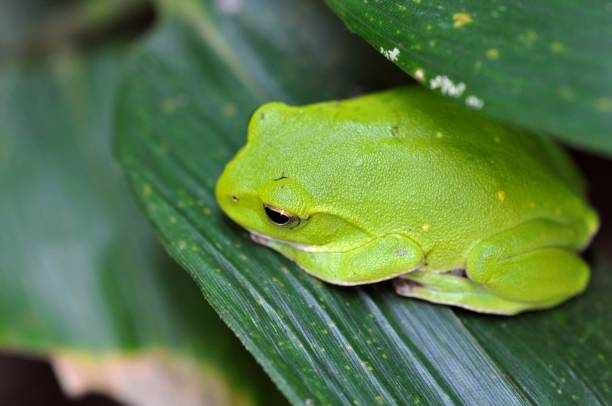 istock Zhangixalus schlegelii 1387793438