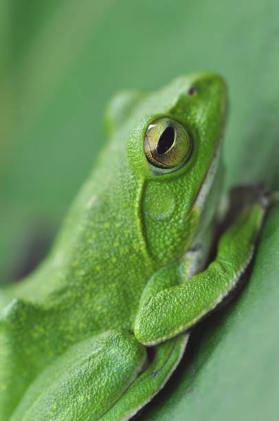 istock Zhangixalus schlegelii 1387793441