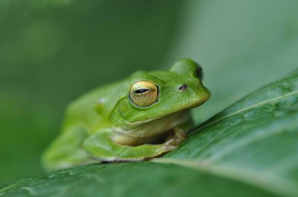istock Zhangixalus schlegelii 1387793455