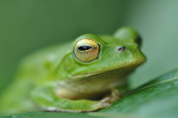 istock Zhangixalus schlegelii 1387793460