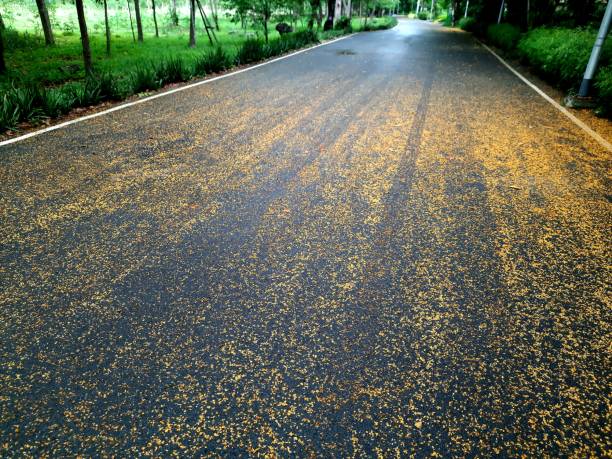 istock Yellow flower Petals falling on ground in park. 1387793967