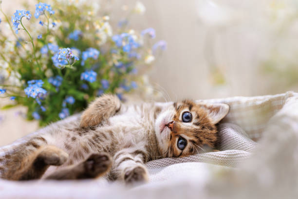 istock A striped kitten with wide open blue eyes lays between flowers 1387794669