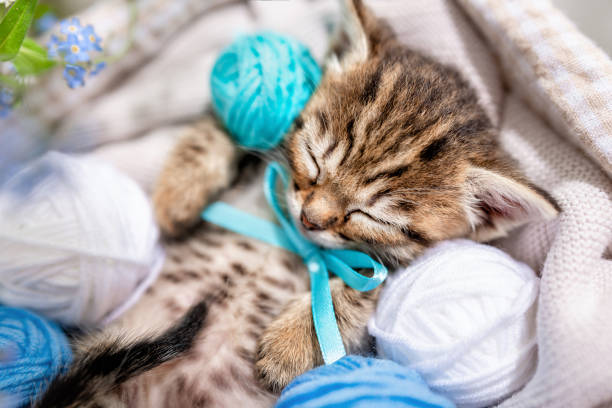 istock A small striped kitten sleeps on balls of yarn and thread 1387794676
