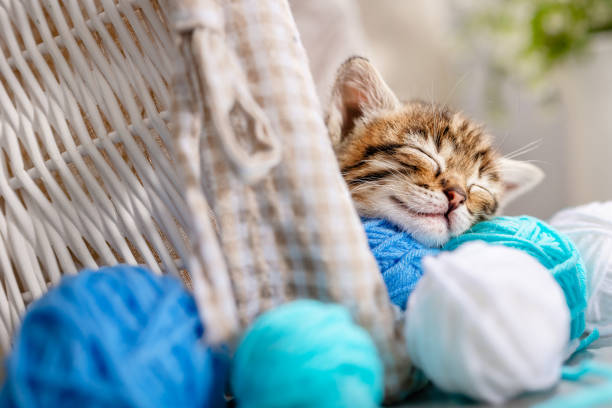 istock A small striped kitten sleeps on balls of yarn and thread 1387794678