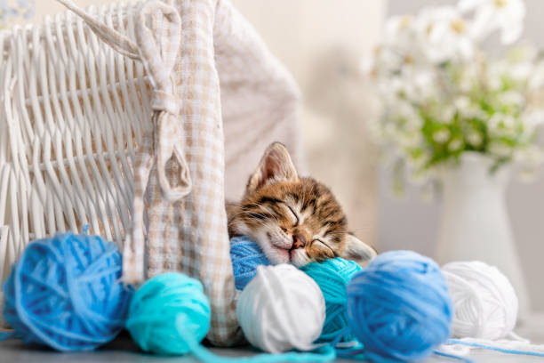 istock A small striped kitten sleeps on balls of yarn and thread 1387794687