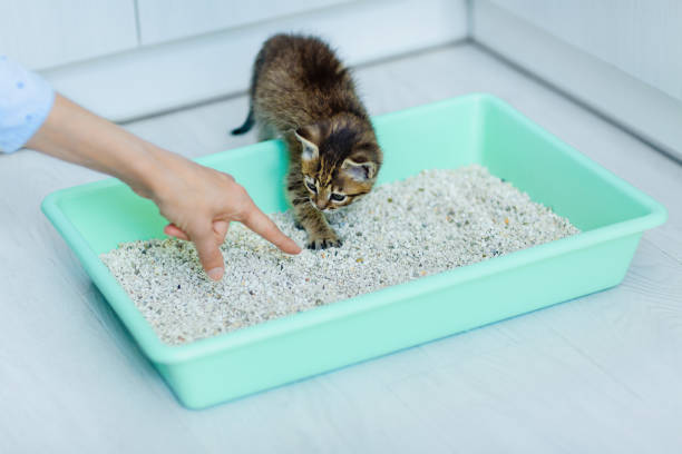 habituation of a kitten or cat to a toilet tray with absorbent filler - litter imagens e fotografias de stock