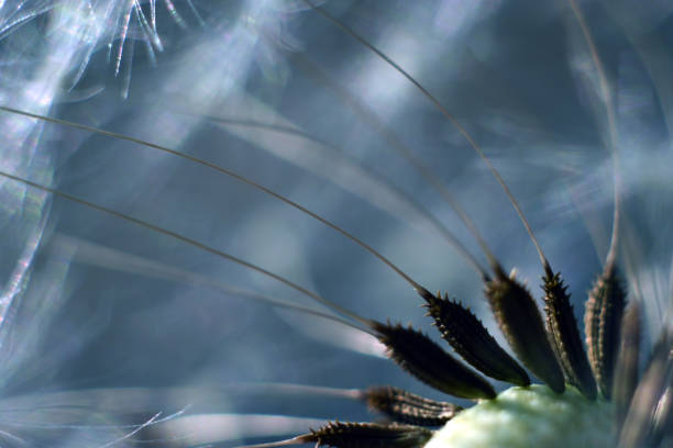 istock Dandelion flower. Dandelion seeds close up. Soft focus. 1387796990