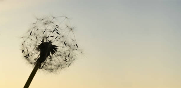 istock Dandelion against sunrise sky 1387797045