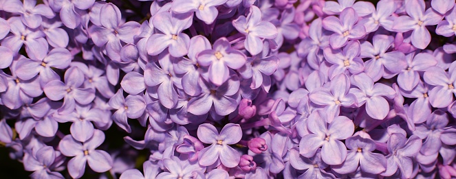Violet lilac flowers, selective focus. Spring background