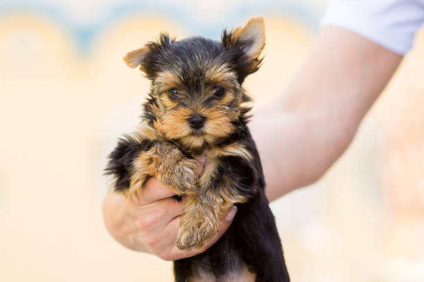 istock Yorkshire terrier puppy on a light background 1387797076