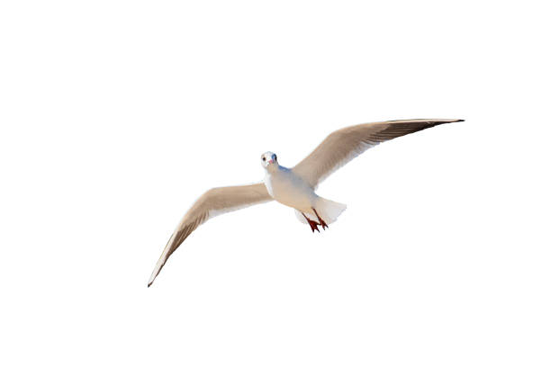 istock A white pigeon flying a lone on white background with clipping path. 1387800005