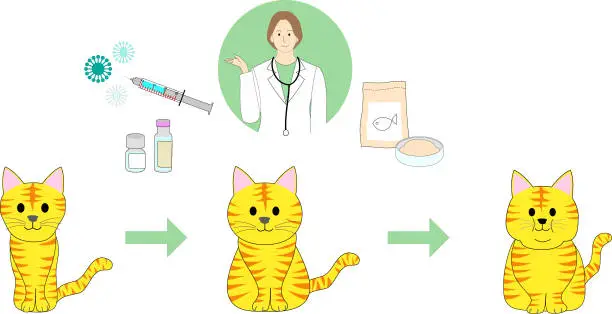 Vector illustration of collection of a sick tabby cat, healthy cat and fat cat and veterinarian woman presenting diet cat food, injection, medicine and virus