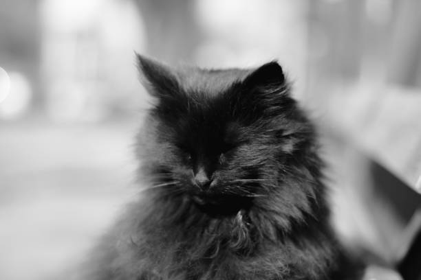 istock street black cat basking in the sun 1387800245