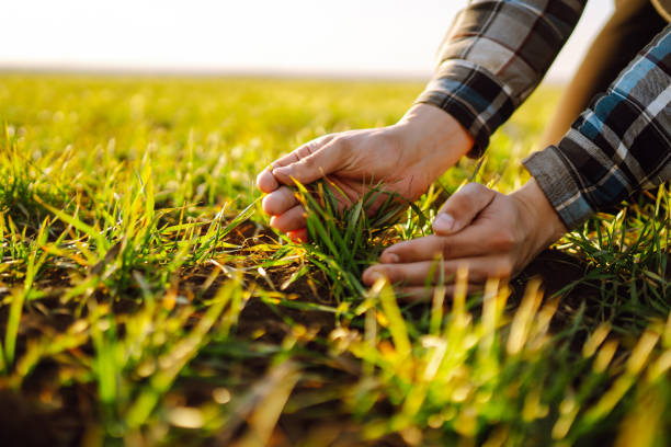 Farmer hand touches green leaves of young wheat in the field. stock photo