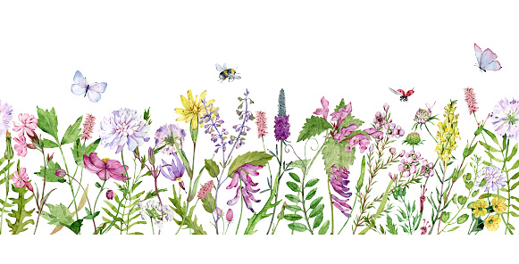 Watercolor seamless border with wildflowers, bumble bees, butterflies and lady bugs. Filed flowers header. Meadow pattern