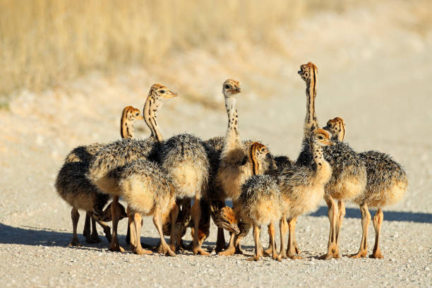 Brood of small ostrich chicks in natural habitat, Kalahari desert, South Africa stock photo