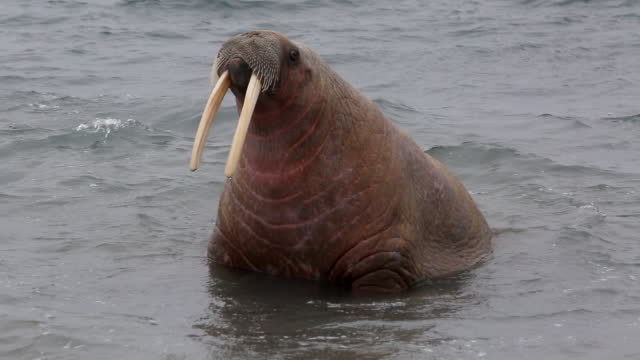 Group of walruses relax in water near shore of Arctic Ocean in Svalbard.