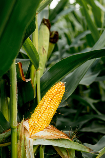 Closeup of corn on the stalk in the corn field.
