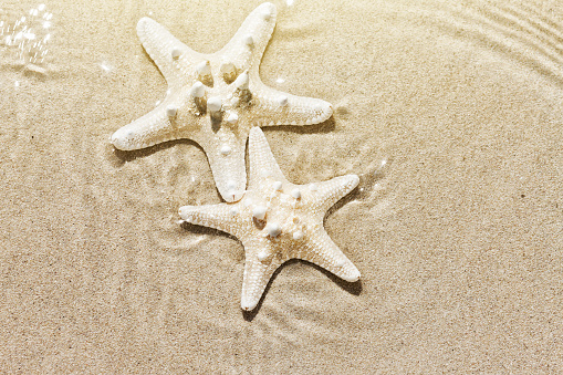 Intricately detailed starfish on beach sand by the sea.