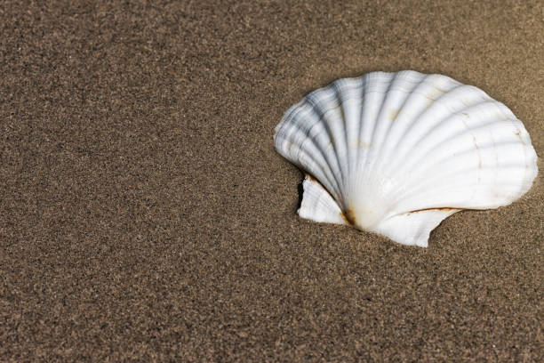 istock Scallop shell on a sandy beach by the sea, with copy space 1387803665