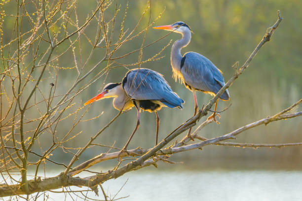 istock Two sunlit herons sitting on the branch over lake 1387803669