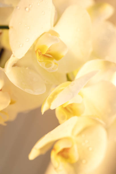 istock golden beautiful orchid close up macro 1387804685