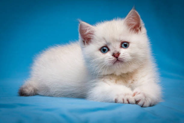 istock A small white kitten with blue eyes lies on a blue background 1387810167