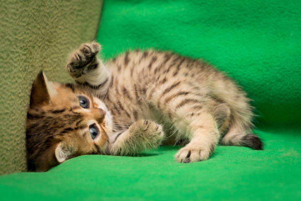 Funny spotted kitten is playing on the couch, funny kitten is lying in front of the camera.