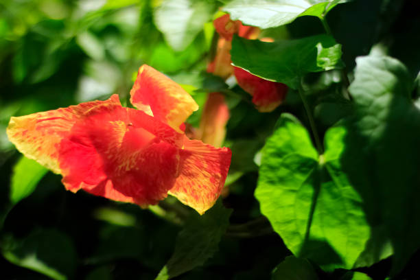 Sangatta, Indonesia - March 26, ‎2022 : Photo of a very beautiful Canna Indica flower that is near my house.