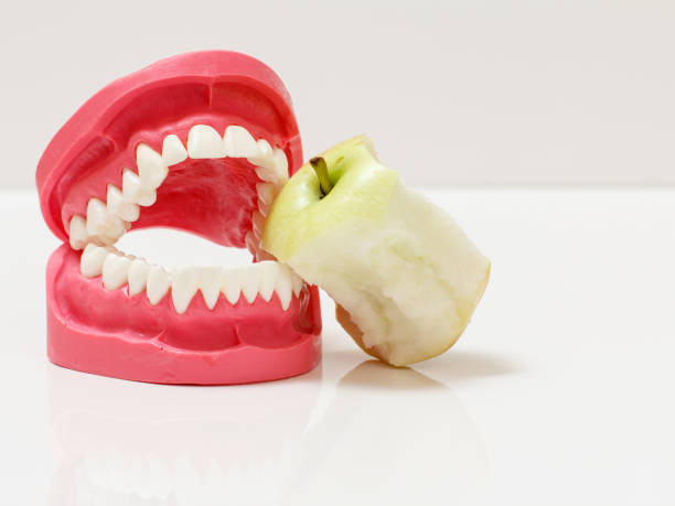 istock Layout of the human jaw and apple core beside it. 1387812236