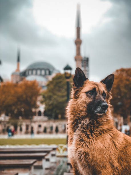 istock Dog in Istanbul 1387812399