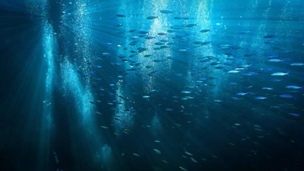 istock Underwater universe and landscape 1387812416
