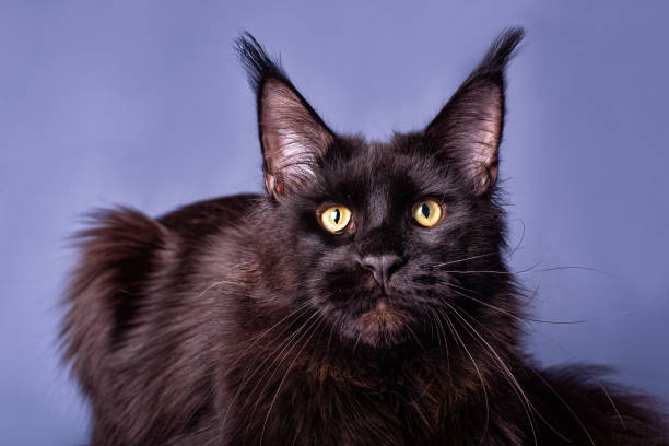 istock A big black maine coon kitten. 1387812709