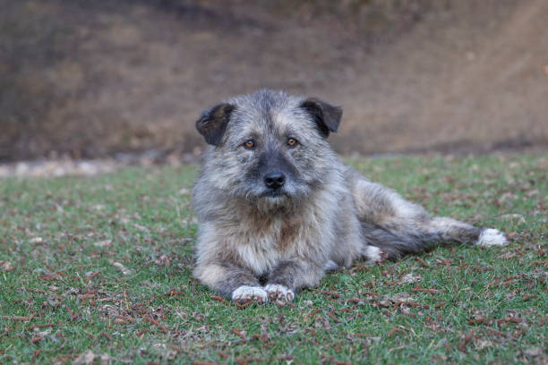 istock A romanian sheep dog resting on the ground 1387813805