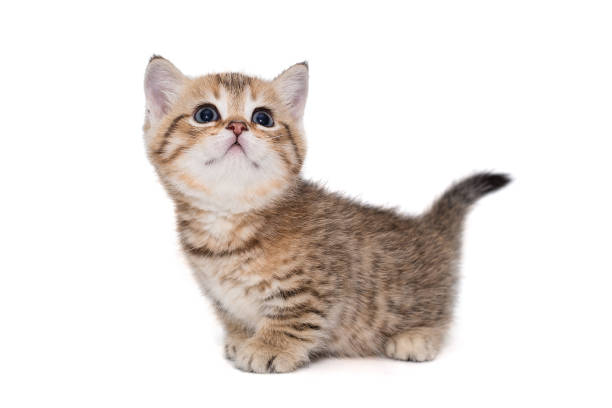 Small striped Scottish kitten of golden color stock photo
