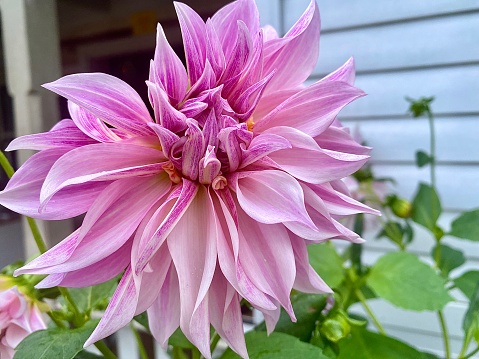 Horizontal close up of bright pink dahlia flower in Australian flowerbed in bloom with green leaves