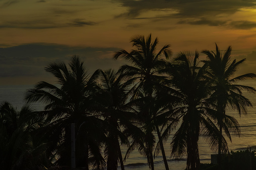 Sea with silhouetted coconut trees foreground.