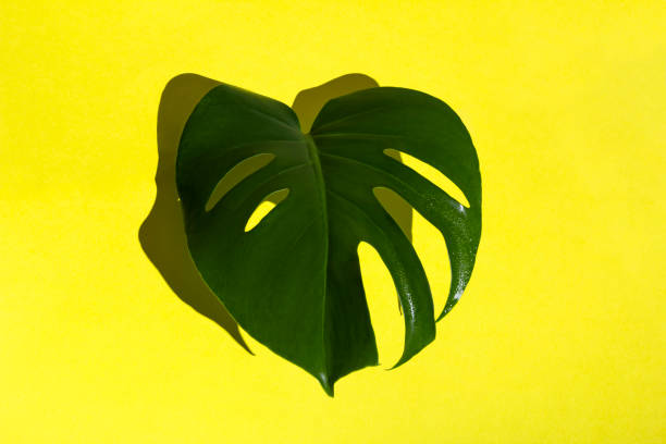 istock Tropical leaf Monstera on yellow background. Minimal summer tropical concept 1387814598