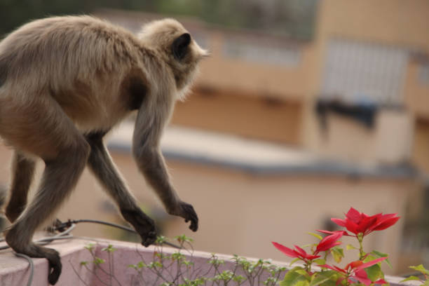istock Monkey jumping from one roof to another 1387815851