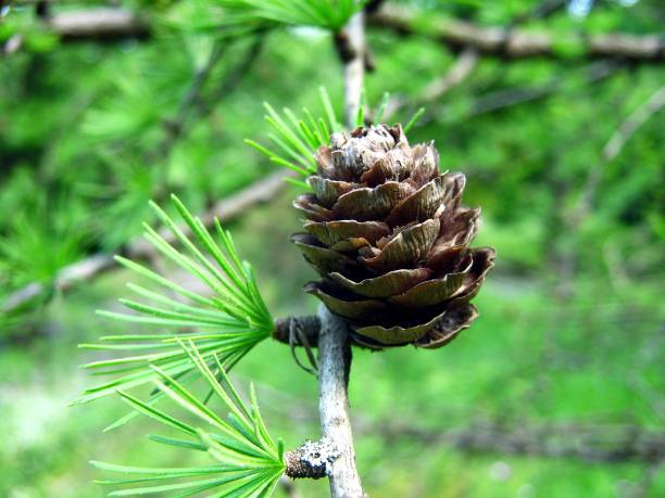 istock Japon melezi (Larix kaempferi) 1387816816