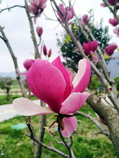 istock Magnolia soulangeana (Saraya Manolyası) 1387816841