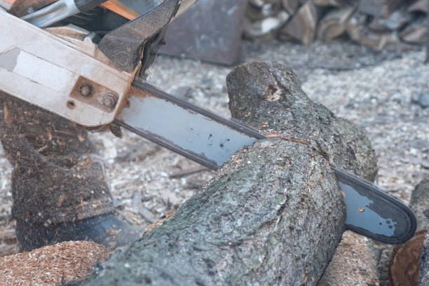 istock cutting wood with a chainsaw,firewood harvesting process close-up 1387817980