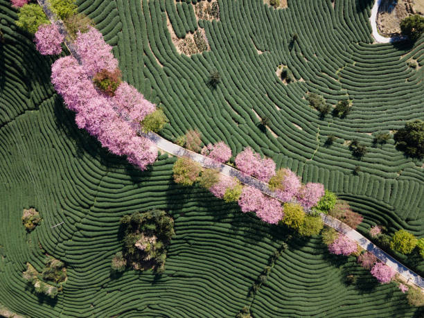 istock Overlooking a tea garden with Cherry Blossoms 1387818010