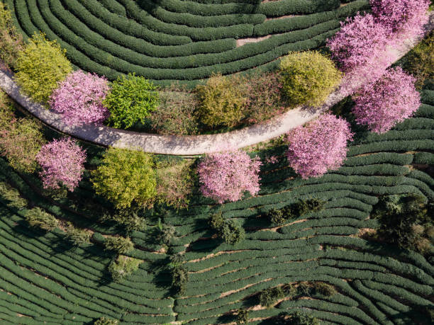 istock Overlooking a tea garden with Cherry Blossoms 1387818013