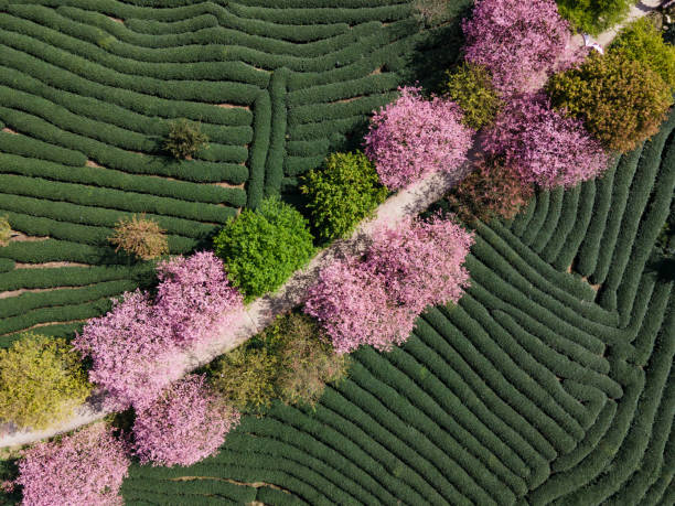 istock Overlooking a tea garden with Cherry Blossoms 1387818016
