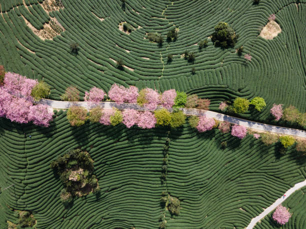 istock Overlooking a tea garden with Cherry Blossoms 1387818026