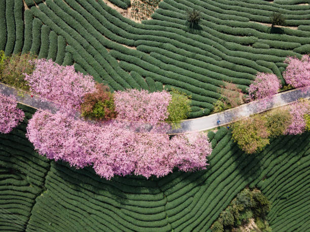 istock Overlooking a tea garden with Cherry Blossoms 1387818030