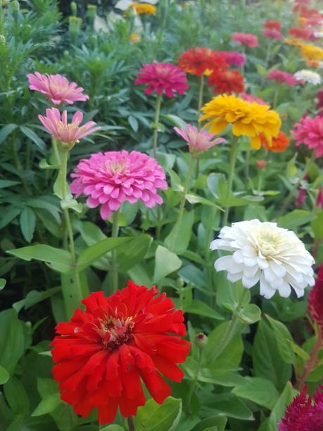 istock Zinnia - in the garden 1387819156